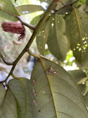 Strepsinoma croesusalis
