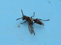 Polybia plebeja
