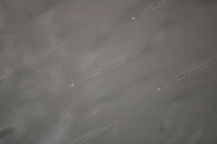 Zenarchopterus buffonis