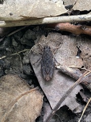 Tettigidea lateralis