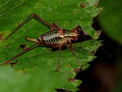 Barbitistes serricauda