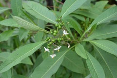 Solanum aligerum