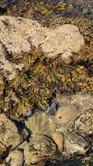 Fucus distichus