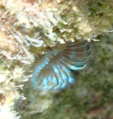 Sabellidae