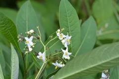 Solanum aligerum