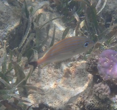 Haemulon carbonarium