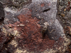 Nososticta impercepta