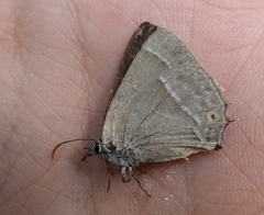 Favonius quercus