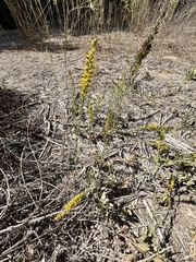 Solidago velutina