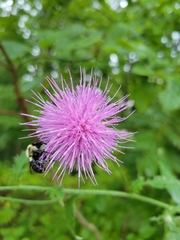 Cirsium altissimum