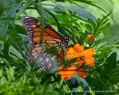 Danaus plexippus plexippus