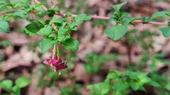 Fuchsia thymifolia