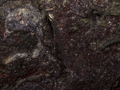 Nososticta impercepta