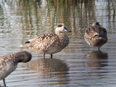 Marmaronetta angustirostris