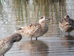 Marmaronetta angustirostris