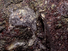 Nososticta impercepta