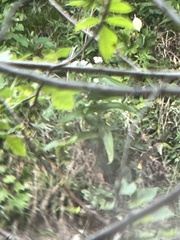 Eupatorium perfoliatum