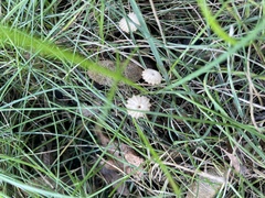 Marasmius capillaris