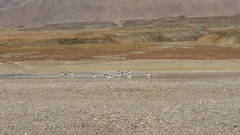 Branta leucopsis