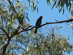 Eurystomus orientalis
