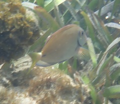 Acanthurus tractus