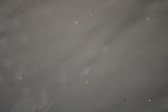 Zenarchopterus buffonis