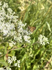 Atalopedes campestris