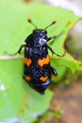 Nicrophorus orbicollis