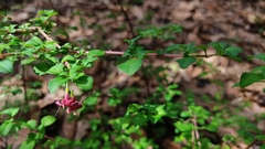 Fuchsia thymifolia