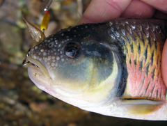 Luxilus chrysocephalus