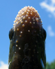 Luxilus chrysocephalus