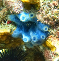 Haliclona caerulea