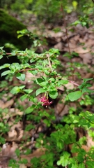 Fuchsia thymifolia