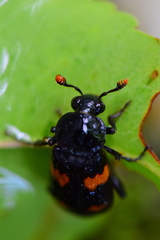 Nicrophorus orbicollis