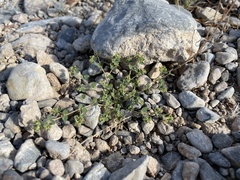 Euphorbia setiloba