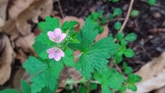 Geranium seemannii