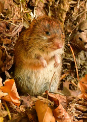 Clethrionomys glareolus