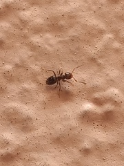 Brachymyrmex patagonicus