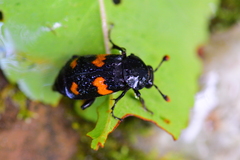 Nicrophorus orbicollis