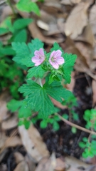 Geranium seemannii