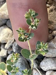 Euphorbia setiloba