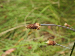 Fimbristylis tetragona
