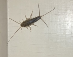 Lepismatidae