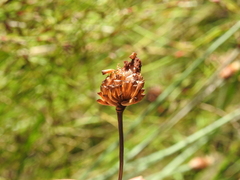 Fimbristylis tetragona