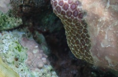 Porites