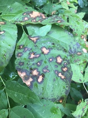 Diplocarpon rosae