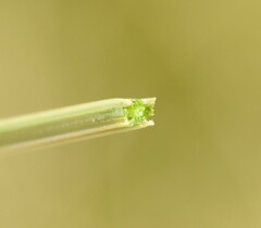 Fimbristylis tetragona