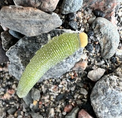 Trichiosoma triangulum