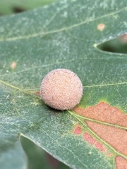 Philonix fulvicollis