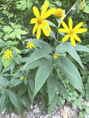 Helianthus decapetalus